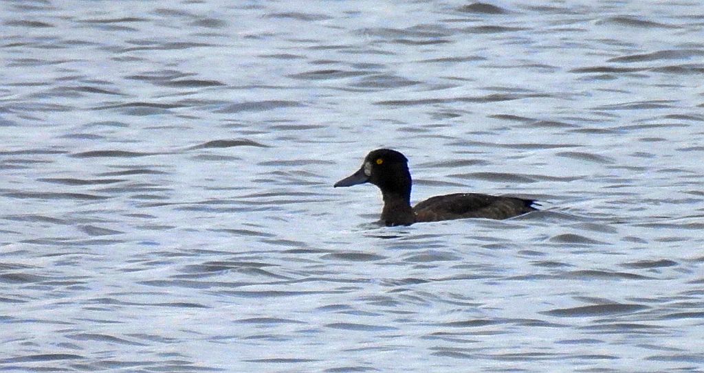 Ogorzałka zwyczajna, ogorzałka (Aythya marila)