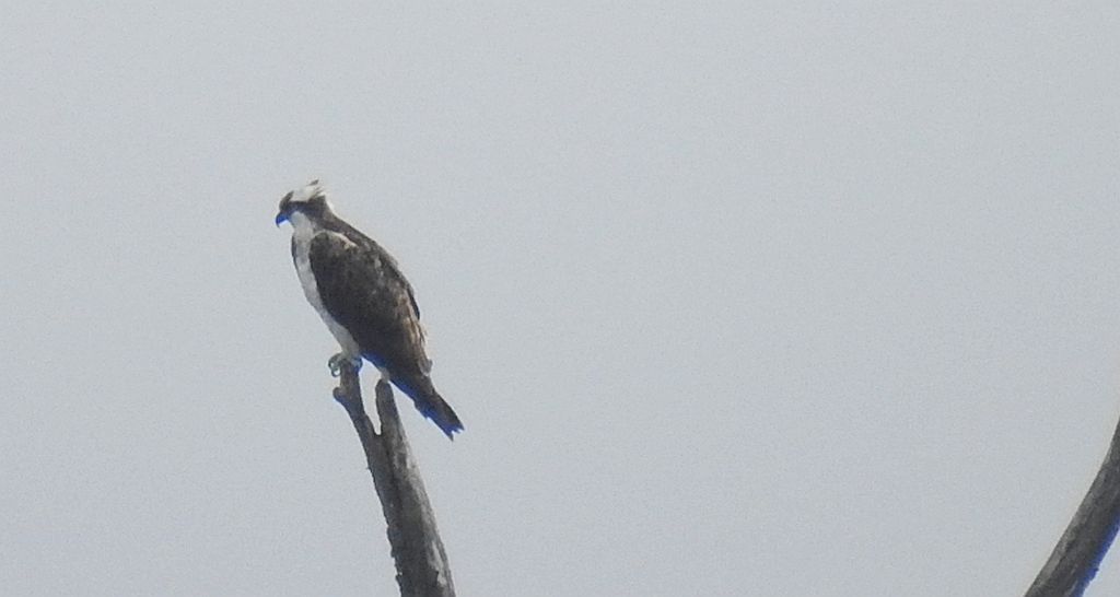 Rybołów zwyczajny, rybołów (Pandion haliaetus)