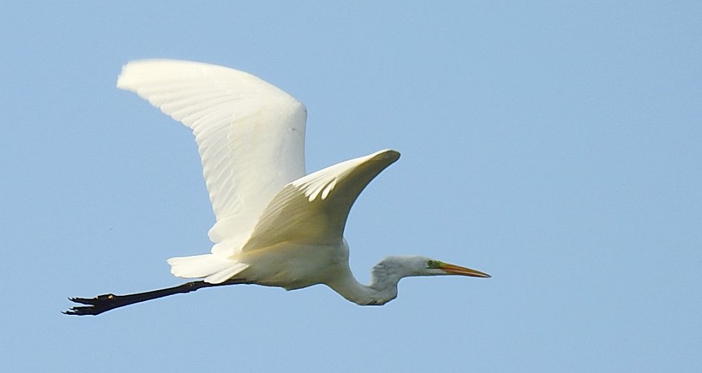 Czapla biała (Egretta alba)