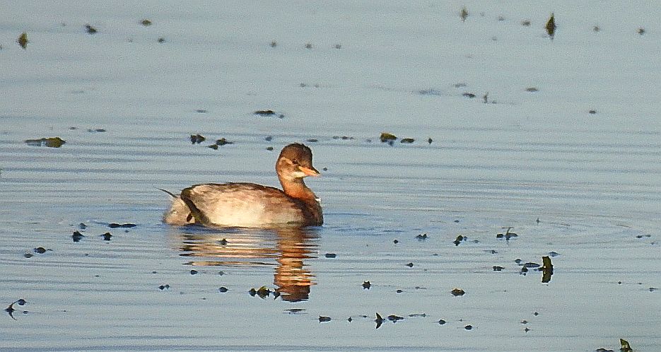Perkozek zwyczajny, perkozek (Tachybaptus ruficollis)