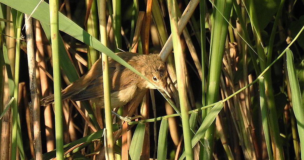 Trzcinniczek zwyczajny, trzcinniczek, trzcionka (Acrocephalus scirpaceus)