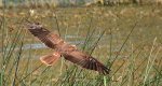 Błotniak stawowy (Circus aeruginosus)