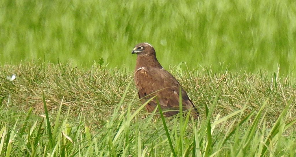 Błotniak stawowy (Circus aeruginosus)