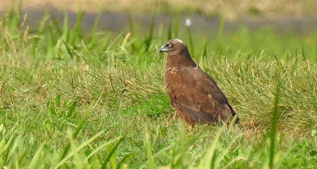 Błotniak stawowy (Circus aeruginosus)