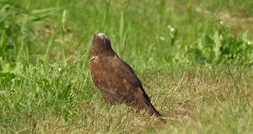 Błotniak stawowy (Circus aeruginosus)