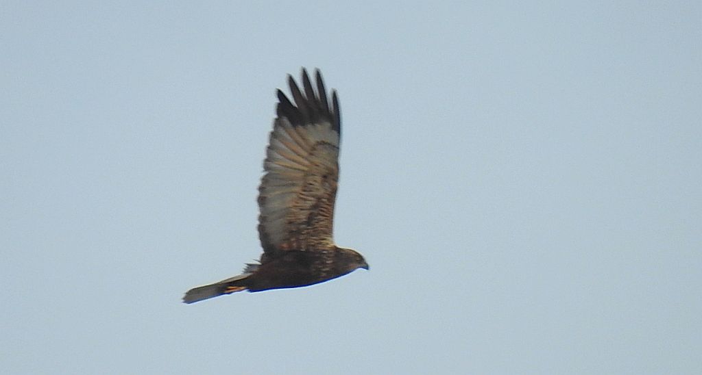 Błotniak stawowy (Circus aeruginosus)