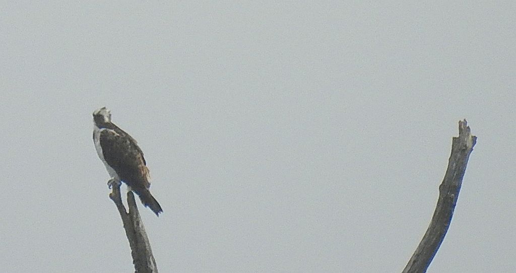 Rybołów zwyczajny, rybołów (Pandion haliaetus)
