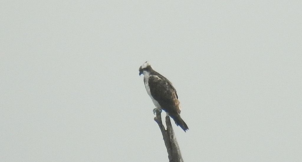 Rybołów zwyczajny, rybołów (Pandion haliaetus)