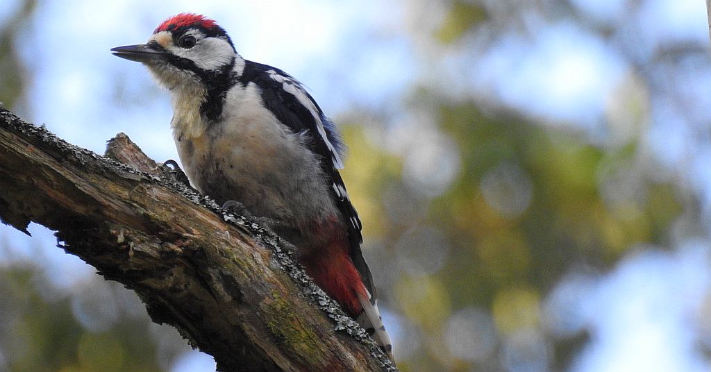 Dzięcioł duży, dzięcioł pstry większy (Dendrocopos major)