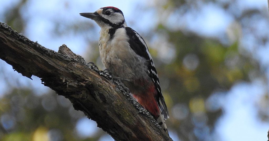 Dzięcioł duży, dzięcioł pstry większy (Dendrocopos major)