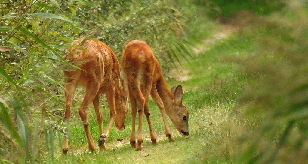 Sarna europejska (Capreolus capreolus)