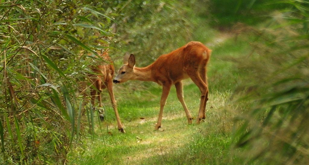 Sarna europejska (Capreolus capreolus)