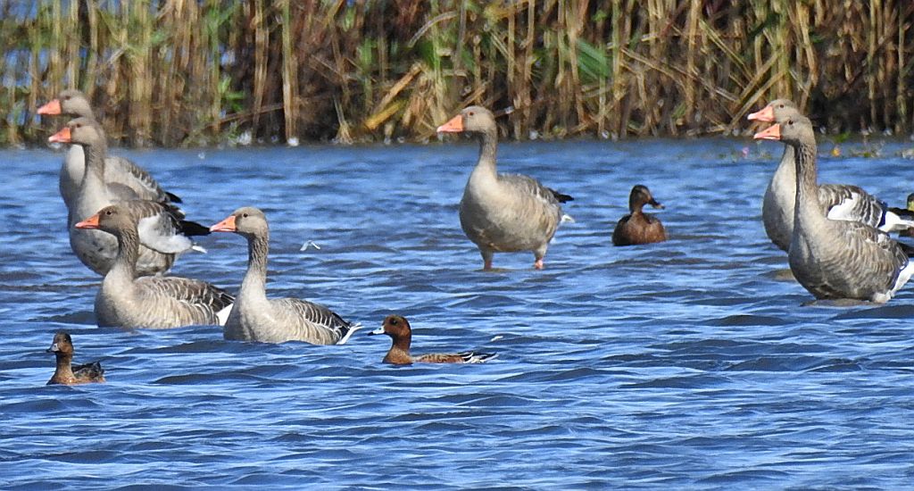 Gęgawa, gęś gęgawa (Anser anser)