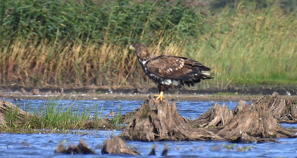 Bielik zwyczajny, bielik, birkut (Haliaeetus albicilla)