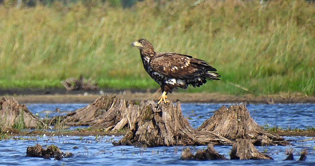 Bielik zwyczajny, bielik, birkut (Haliaeetus albicilla)