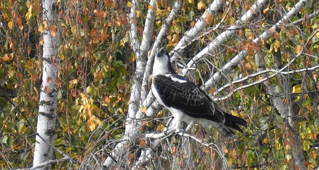 Rybołów zwyczajny, rybołów (Pandion haliaetus)