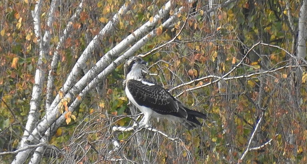 Rybołów zwyczajny, rybołów (Pandion haliaetus)