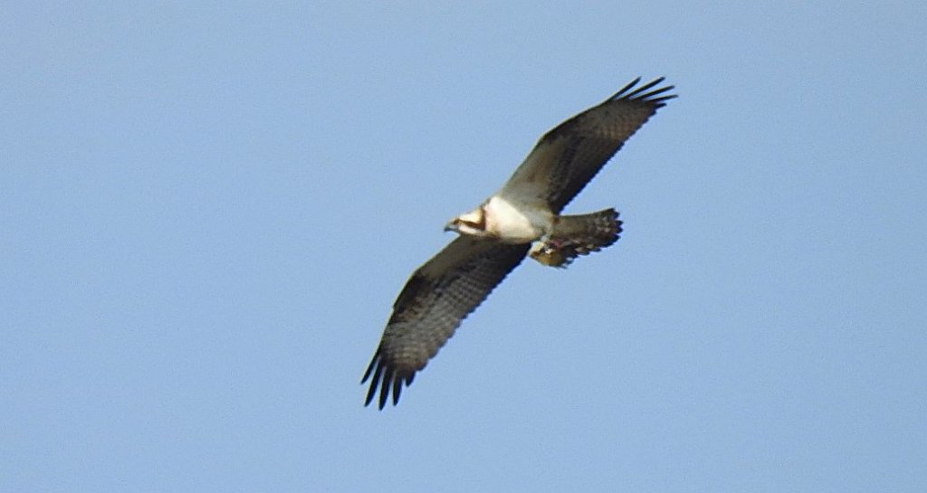 Rybołów zwyczajny, rybołów (Pandion haliaetus)