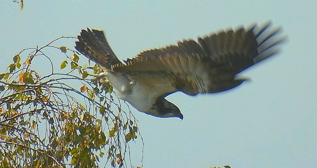 Rybołów zwyczajny, rybołów (Pandion haliaetus)
