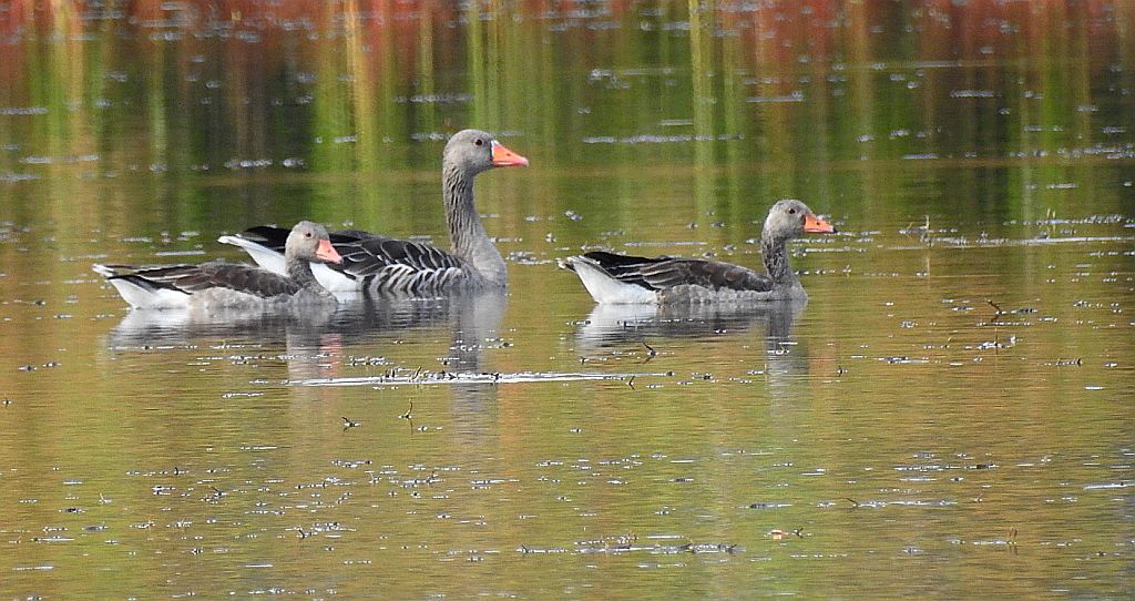 Gęgawa, gęś gęgawa (Anser anser)