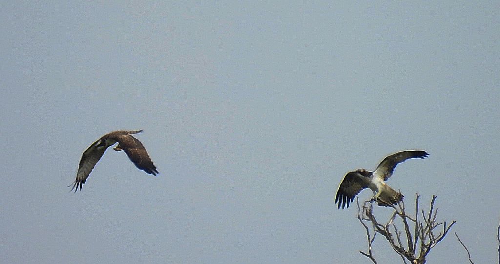 Rybołów zwyczajny, rybołów (Pandion haliaetus)