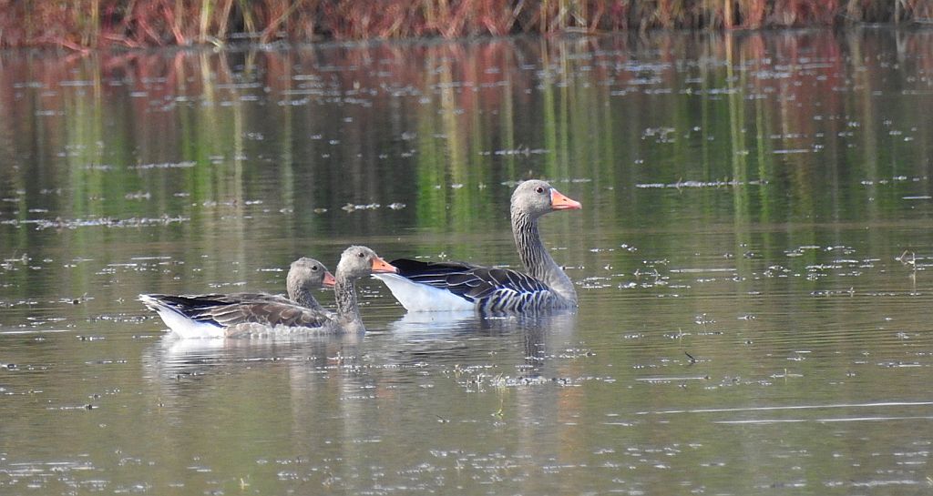 Gęgawa, gęś gęgawa (Anser anser)