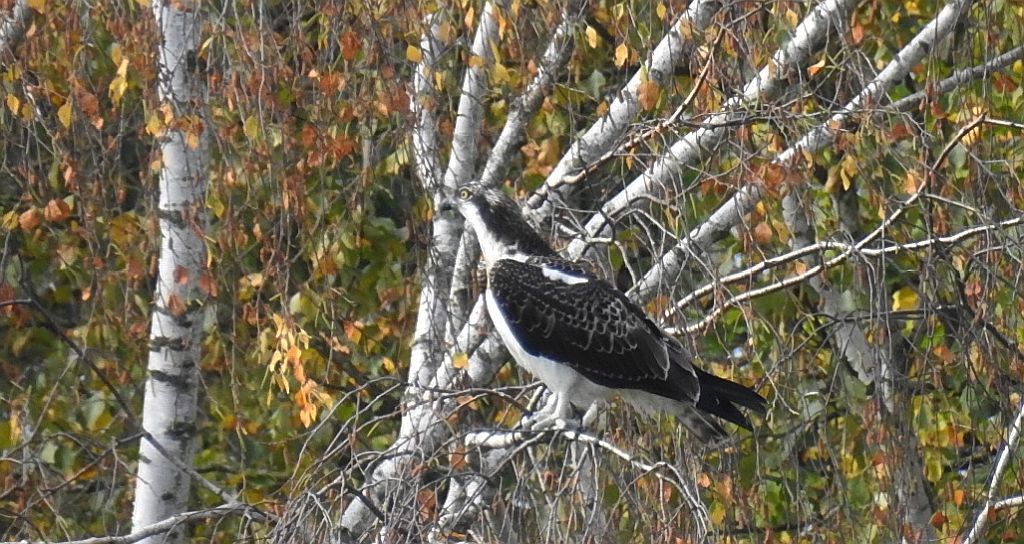 Rybołów zwyczajny, rybołów (Pandion haliaetus)