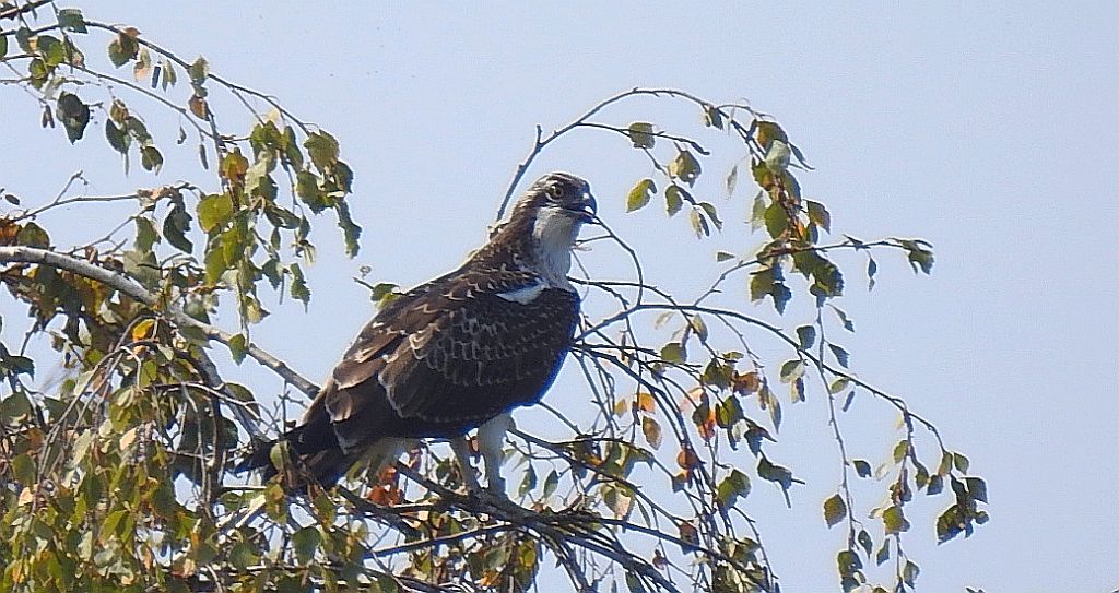 Rybołów zwyczajny, rybołów (Pandion haliaetus)