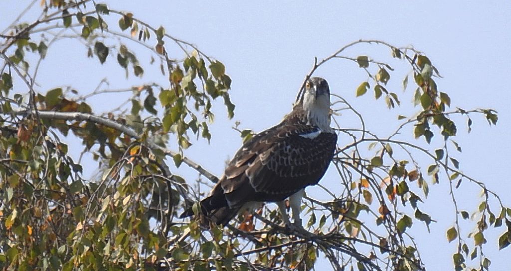 Rybołów zwyczajny, rybołów (Pandion haliaetus)