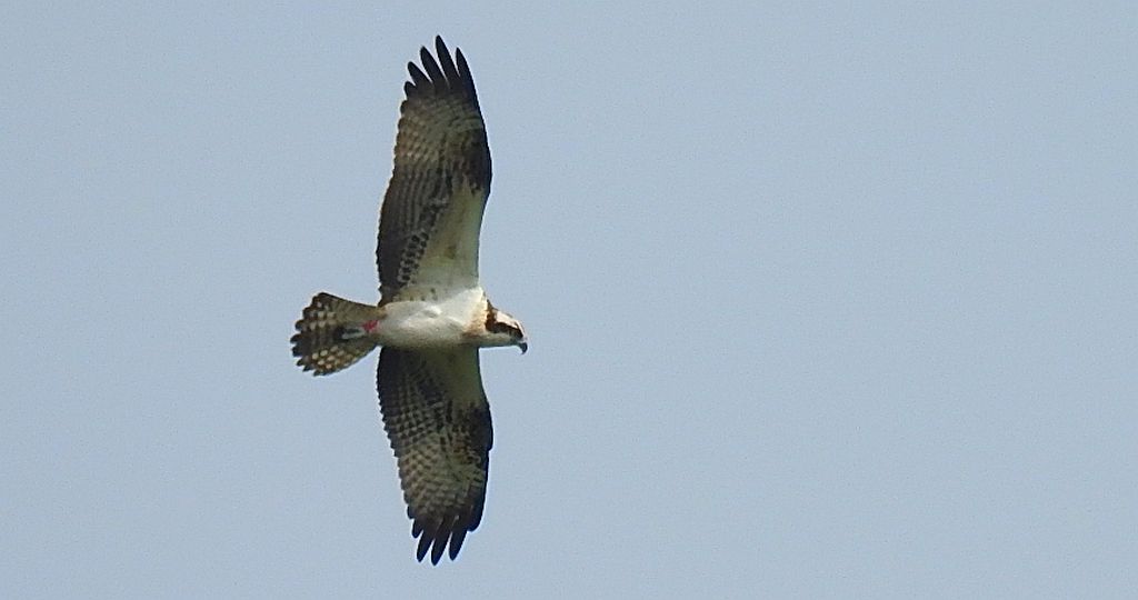 Rybołów zwyczajny, rybołów (Pandion haliaetus)