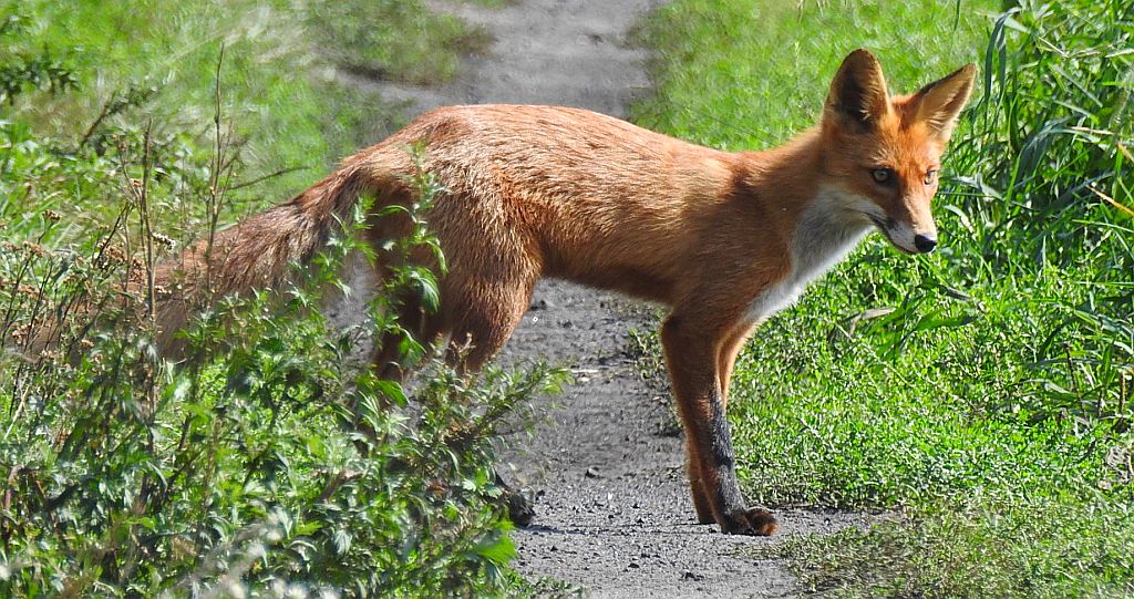 Lis rudy, lis pospolity (Vulpes vulpes)
