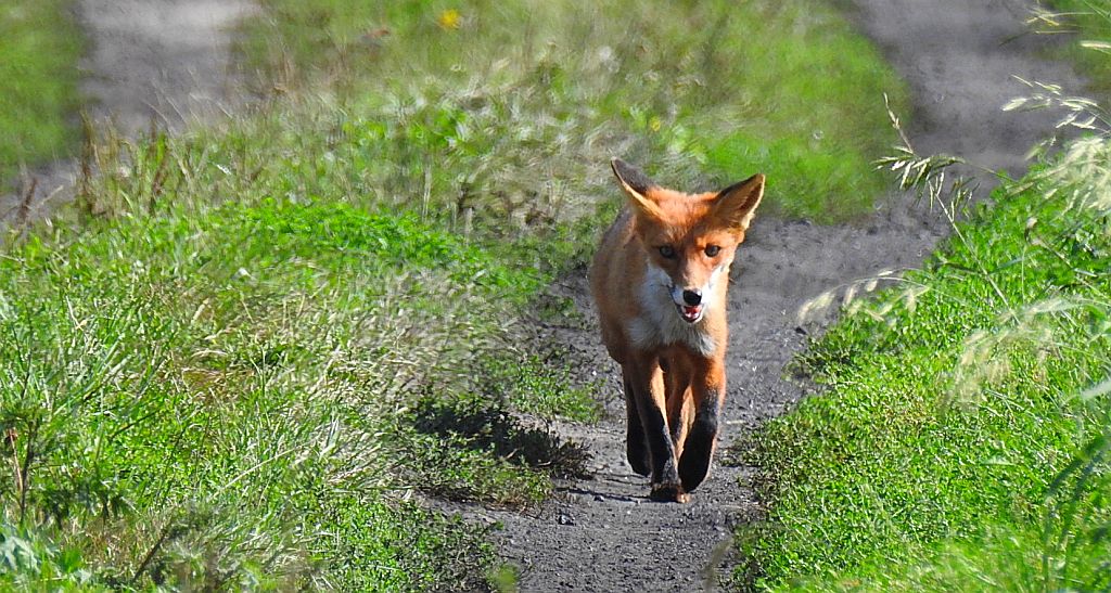 Lis rudy, lis pospolity (Vulpes vulpes)