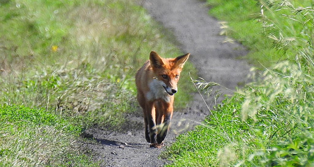 Lis rudy, lis pospolity (Vulpes vulpes)