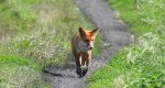 Lis rudy, lis pospolity (Vulpes vulpes)
