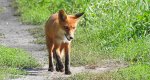 Lis rudy, lis pospolity (Vulpes vulpes)