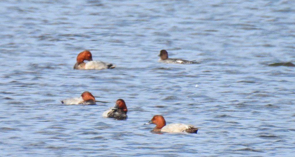 Głowienka zwyczajna, głowienka, kaczka rdzawogłowa, kaczka czerwonoszyja, kaczka kasztanowata (Aythya ferina)