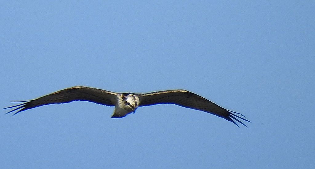 Rybołów zwyczajny, rybołów (Pandion haliaetus)