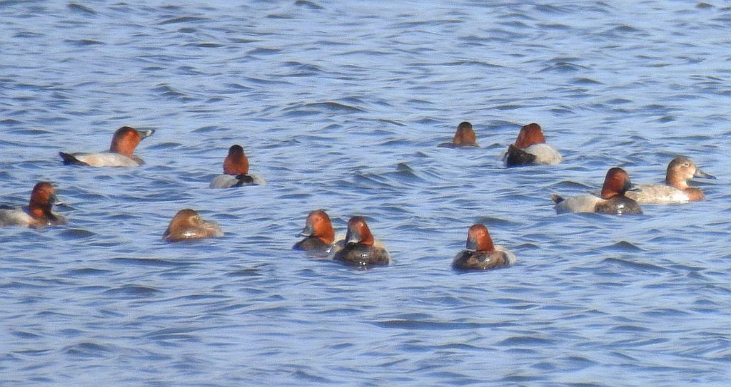 Głowienka zwyczajna, głowienka, kaczka rdzawogłowa, kaczka czerwonoszyja, kaczka kasztanowata (Aythya ferina)