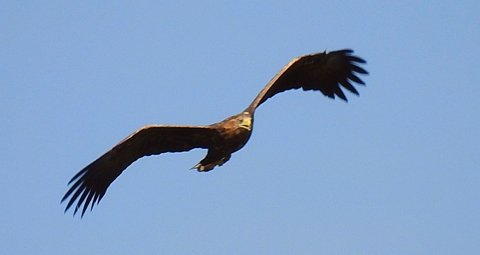 Bielik zwyczajny, bielik, birkut (Haliaeetus albicilla)