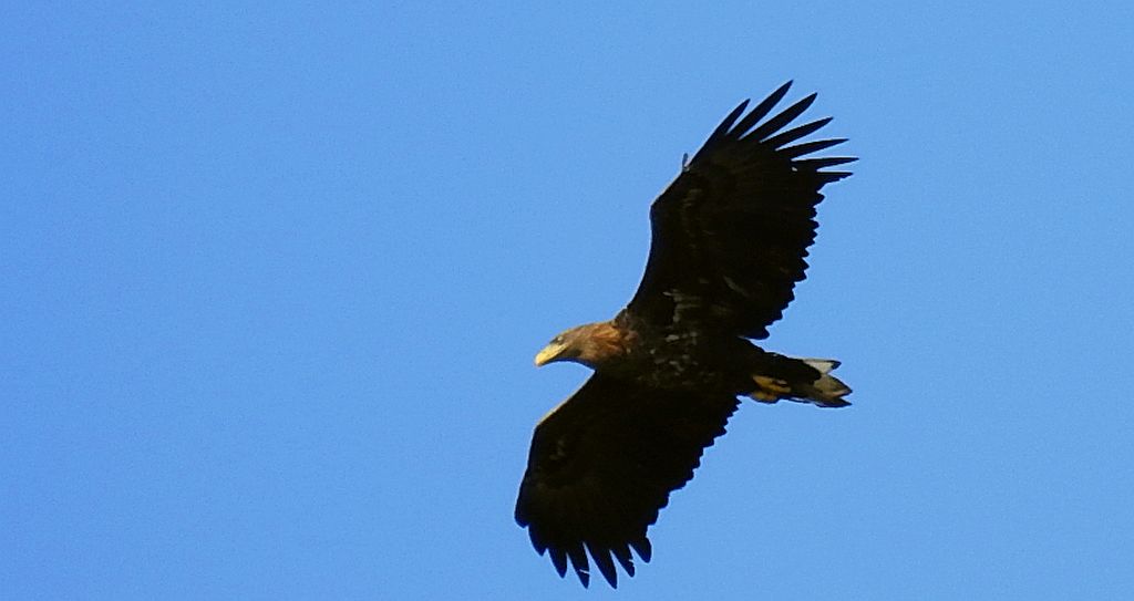 Bielik zwyczajny, bielik, birkut (Haliaeetus albicilla)