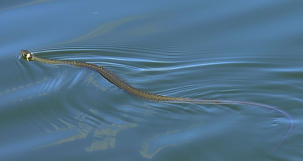 Zaskroniec zwyczajny, zaskroniec (Natrix natrix)