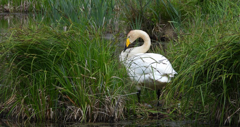 Łabędź krzykliwy (Cygnus cygnus)
