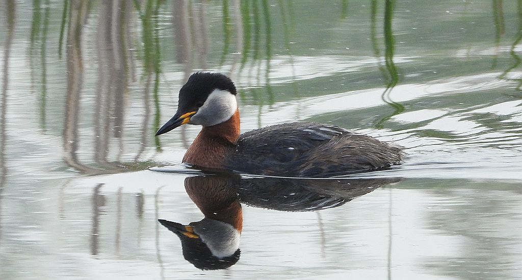 Perkoz rdzawoszyi (Podiceps grisegena)