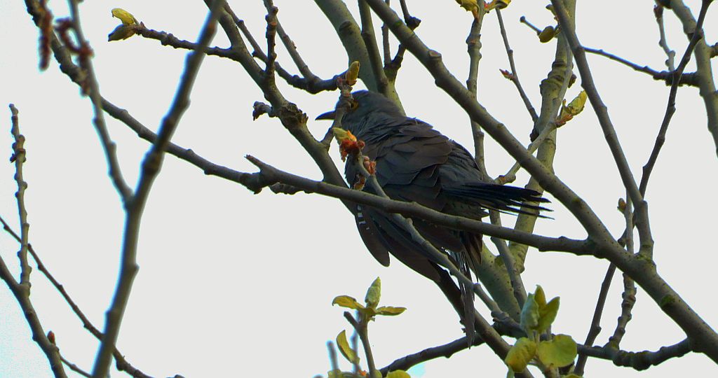 Kukułka, kukułka pospolita, gżegżółka, zazula (Cuculus canorus)