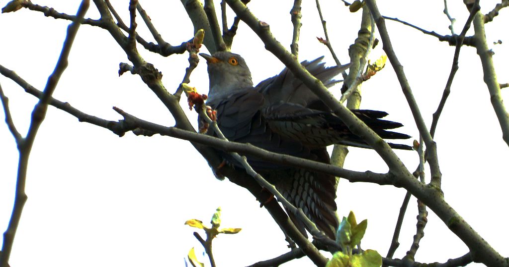 Kukułka, kukułka pospolita, gżegżółka, zazula (Cuculus canorus)