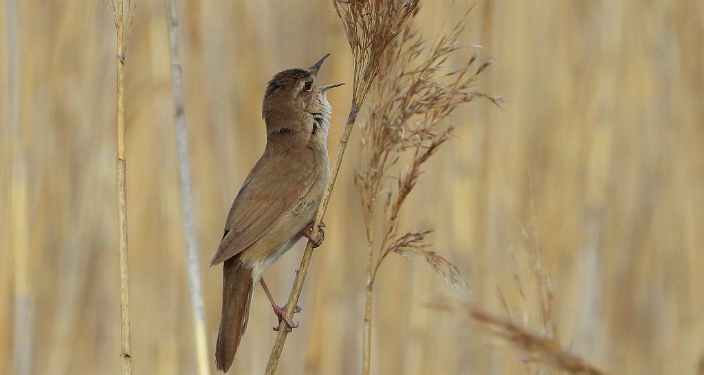 Brzęczka (Locustella luscinioides)