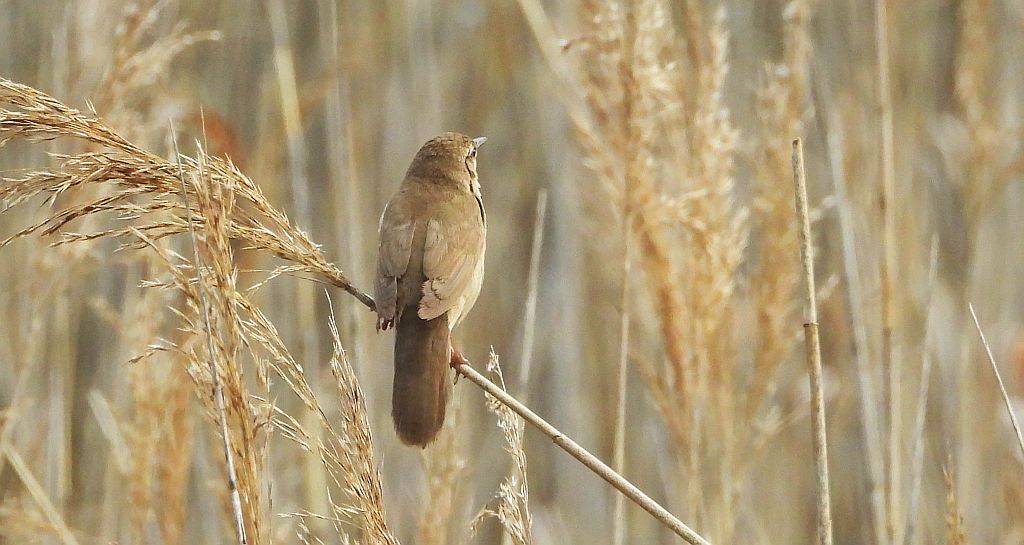 Brzęczka (Locustella luscinioides)