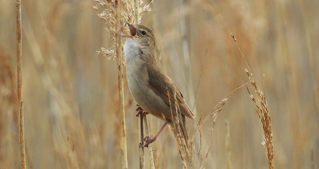 Brzęczka (Locustella luscinioides)