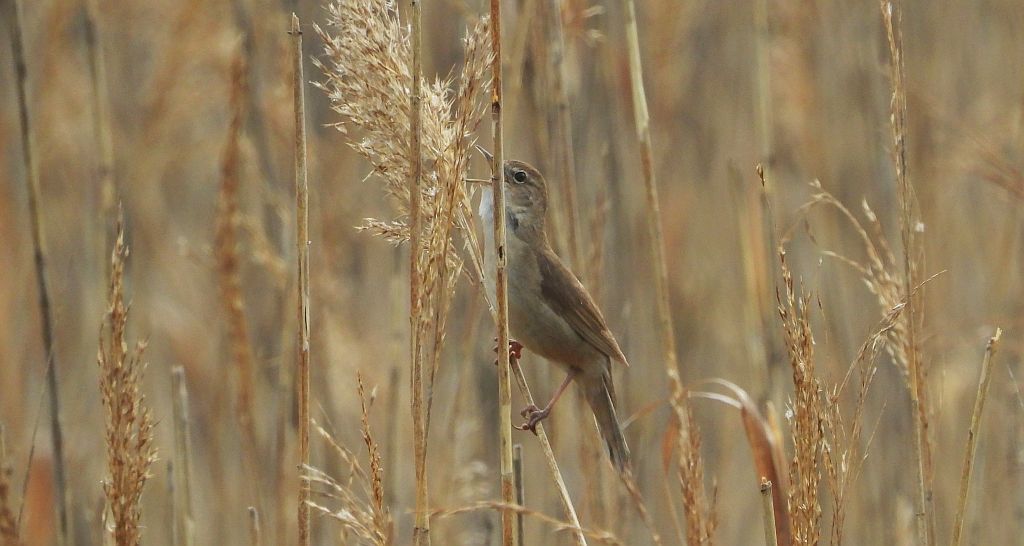 Brzęczka (Locustella luscinioides)