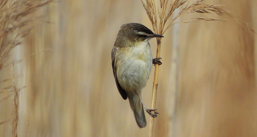 Rokitniczka (Acrocephalus schoenobaenus)